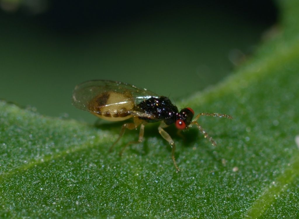 Euplectrus sp. - Hymenoptera-Eulophidae?